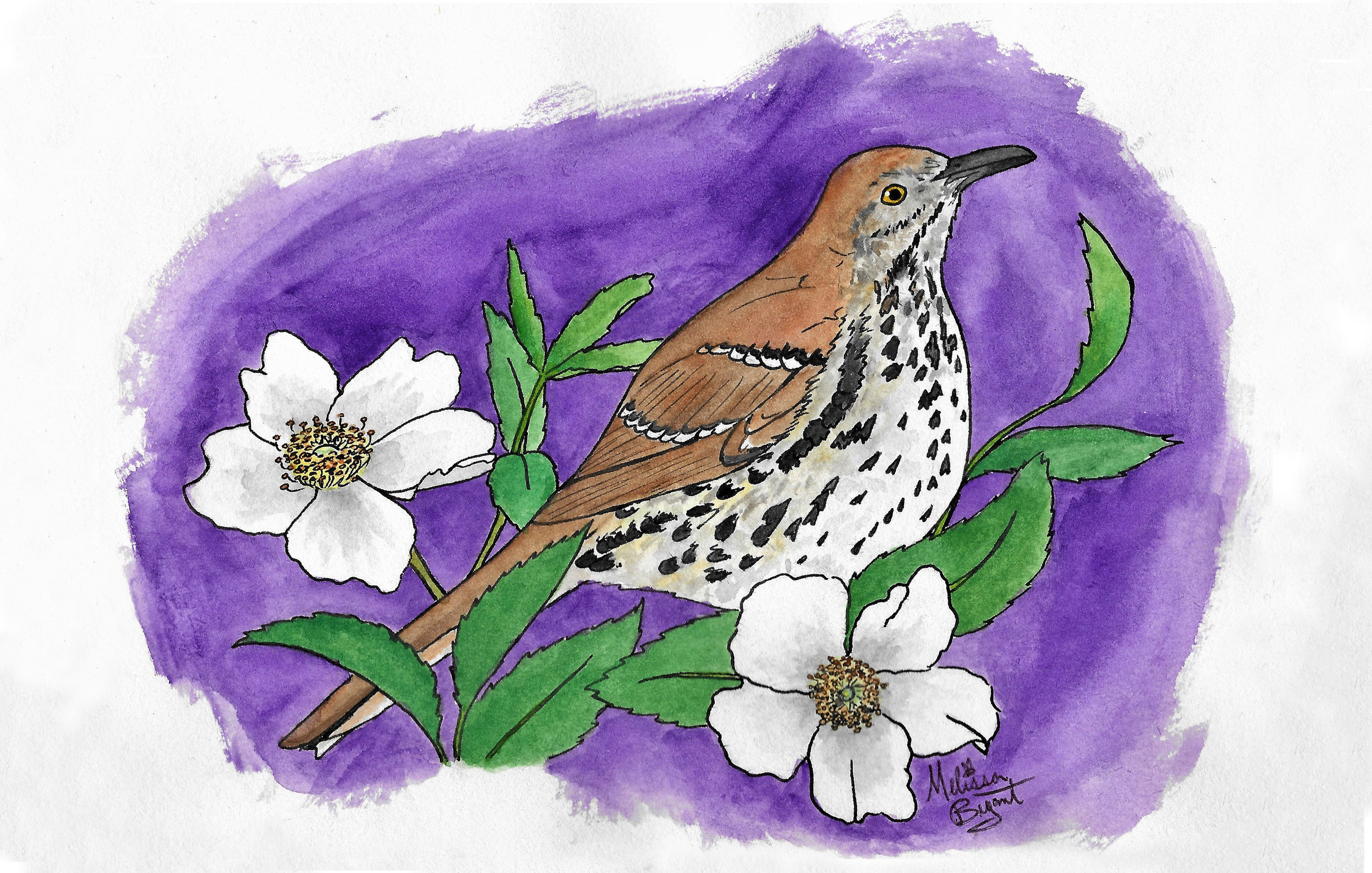 Georgia State Bird and Flower